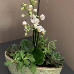 Der Blumenladen Rauch - Beautiful succulent arrangement