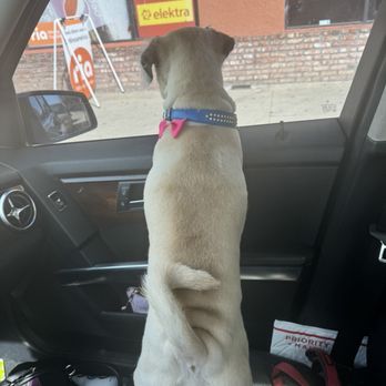 Wow Doggy Pet Salon - after - Pet Groomers Near Me - Gardena, California