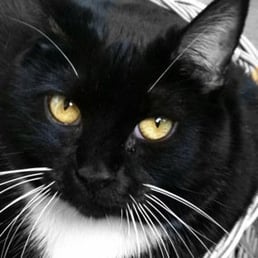 Diva Lily Belle Postal Slot all grown up after being saved by the Burbank Pet Hospital staff