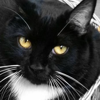 Burbank Pet Hospital - Diva Lily Belle Postal Slot all grown up after being saved by the Burbank Pet Hospital staff - Veterinarians Near Me - San Jose, California
