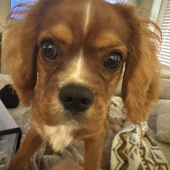 Cutest Cavaliers - Stetson!! - Pet Breeders Near Me - Arlington, Texas