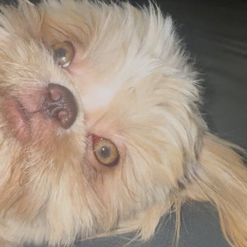 Well Groomed Pets - Henderson - 2 days later still the same redness/more - Pet Groomers Near Me - Henderson, Nevada