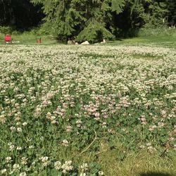 Leonardi Landscaping