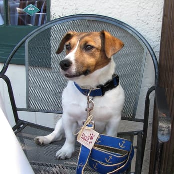 Paws Pet Boutique - Ben is ready for brunch at Harry Brownes restaurant next door in his anchor collar and leash. - Pet Stores Near Me - Naples, Florida