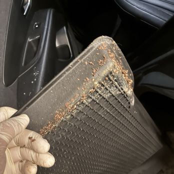 PROTECHT Detailing & Ceramic Coating - Here's their gross colony. They were everywhere but he got them all. - Auto Detailing Near Me PROTECHT Detailing & Ceramic Coating - Here's their gross colony. They were everywhere but he got them all. - Auto Detailing Near Me