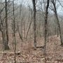 Photo of Labarque Creek Conservation Area