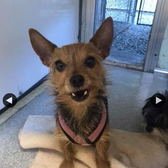 Rexpointe Kennels - Pet Sitting Near Me - Troy, Michigan