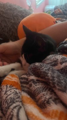 PAWS Atlanta by null