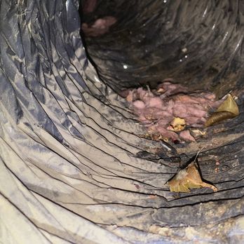 Dialed Pest Control - RODENT CONTROL
This image depicts the consequences of neglecting the presence of rats that have made their way into your air ducts. - Pest Control Near Me Dialed Pest Control - RODENT CONTROL
This image depicts the consequences of neglecting the presence of rats that have made their way into your air ducts. - Pest Control Near Me