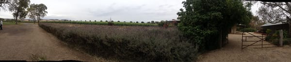 Turkey Flat Vineyards by null