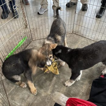 Happy Trails Iditarod Kennel - Puppies - Tours Near Me - Wasilla, Alaska Happy Trails Iditarod Kennel - Puppies - Tours Near Me - Wasilla, Alaska
