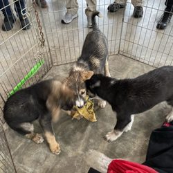 Happy Trails Iditarod Kennel - Puppies