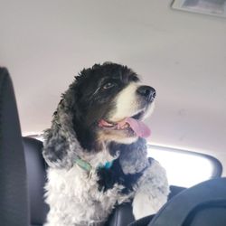 Summer House - Paw pick up