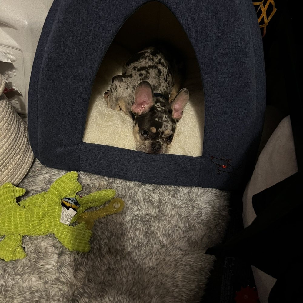 Frenchies Kingdom - Pet Stores Near Me Frenchies Kingdom - Pet Stores Near Me