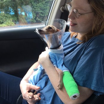 Northlake Veterinary Surgery - Finn fresh out of surgery, high as hell, with some lovely pj's on (courtesy of Northlake) - Veterinarians Near Me - Clarkston, Georgia