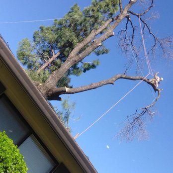 Red Hawk Tree Care - Oak removal Redding California - Tree Services Near Me - Redding, California Red Hawk Tree Care - Oak removal Redding California - Tree Services Near Me - Redding, California