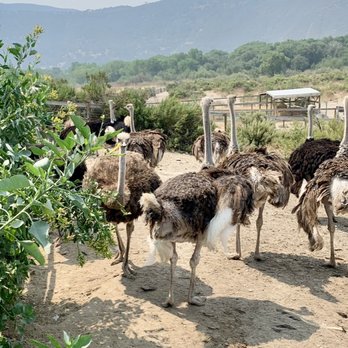 Ostrichland USA - Attraction Farms Near Me - Solvang, California Ostrichland USA - Attraction Farms Near Me - Solvang, California