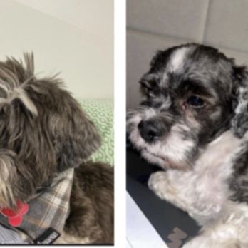 Pet Pawlour - Before and after picture of my Shih Tzu Mozart - Pet Groomers Near Me - Staten Island, New York Pet Pawlour - Before and after picture of my Shih Tzu Mozart - Pet Groomers Near Me - Staten Island, New York