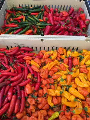 Tonnemaker Valley Farm & Woodinville Farm Stand by null