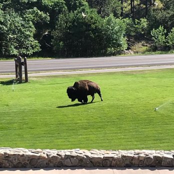 State Game Lodge - A wild-roaming buffalo right outside our hotel room. - Hotels Near Me - Custer, South Dakota State Game Lodge - A wild-roaming buffalo right outside our hotel room. - Hotels Near Me - Custer, South Dakota