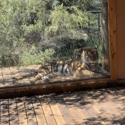 Tiger named Apollo