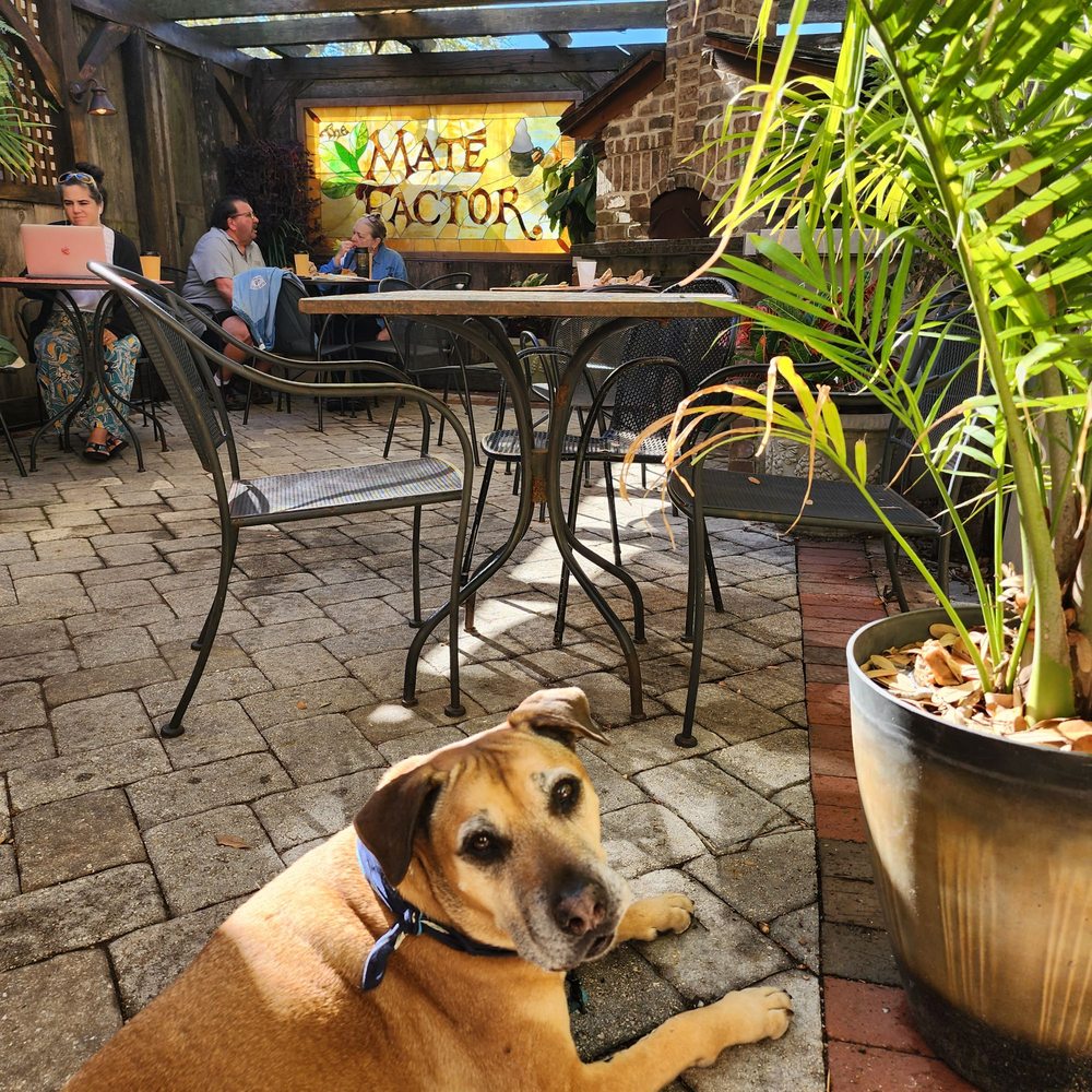 Mate Factor - Dog friendly garden patio! - Coffee & Tea Near Me - Savannah, Georgia
