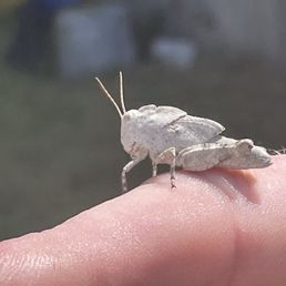 A cool grasshopper I found. Nothing to do with food. My new best friend. A cool grasshopper I found. Nothing to do with food. My new best friend.