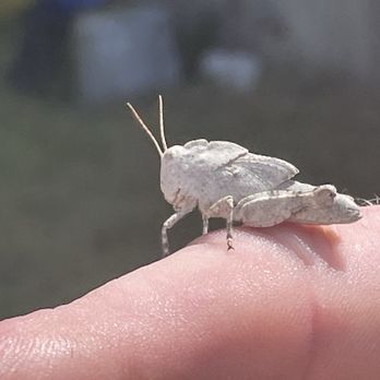 Coach House Restaurant - A cool grasshopper I found. Nothing to do with food. My new best friend. - Breakfast & Brunch Near Me - Brewer, Maine Coach House Restaurant - A cool grasshopper I found. Nothing to do with food. My new best friend. - Breakfast & Brunch Near Me - Brewer, Maine