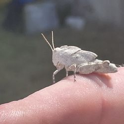 Coach House Restaurant - A cool grasshopper I found. Nothing to do with food. My new best friend.
