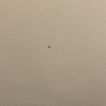 Hyde Park Property Management - Cockroach - Apartments Near Me - Chicago, Illinois