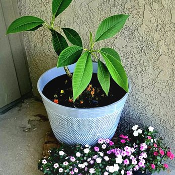 The Home Depot - Plumeria and Flowers - Hardware Stores Near Me - Van Nuys, California The Home Depot - Plumeria and Flowers - Hardware Stores Near Me - Van Nuys, California