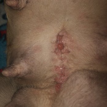 American Pet Clinic - Can see adipose cells (fat) and internal tissue. 2 weeks after csection. - Veterinarians Near Me - Ceres, California