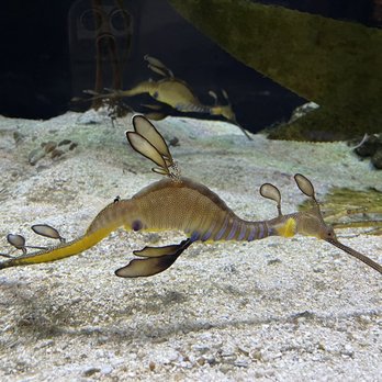 Shedd Aquarium - Aquariums Near Me - Chicago, Illinois