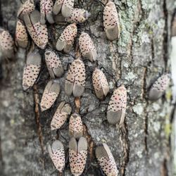 Pell Tree Company - Treat Spotted Lanternfly