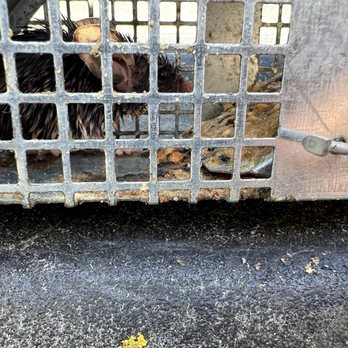 Fog Line Pest Control Corporation - Caught rodent in trap - Pest Control Near Me Fog Line Pest Control Corporation - Caught rodent in trap - Pest Control Near Me
