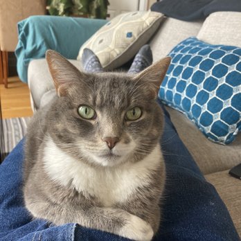 Bramer Animal Hospital - Nessa chilling on the couch - Veterinarians Near Me - Evanston, Illinois