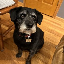 Paws & Pals Pet Resort - Mick, Shiba Inu/Poodle mix