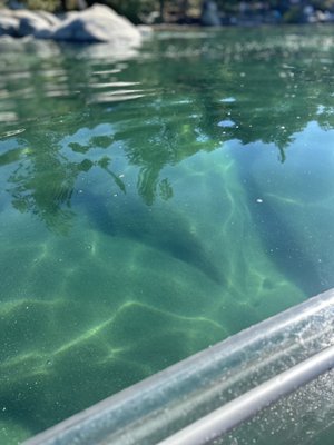 Wild Society Kayaking Rentals by null