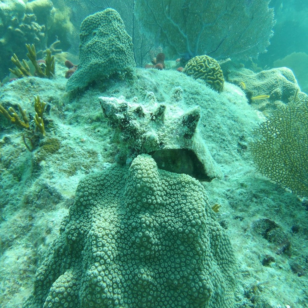 SNUBA Key West - Snuba Experience - Scuba Diving Near Me - Key West, Florida SNUBA Key West - Snuba Experience - Scuba Diving Near Me - Key West, Florida