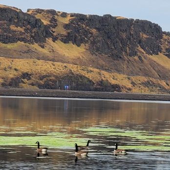 Maryhill State Park - The river is a treasure trove of life - Campgrounds Near Me - Goldendale, Washington