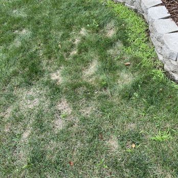 TruGreen Lawn Care - Crabgrass - Tree Services Near Me - Plainfield, Illinois TruGreen Lawn Care - Crabgrass - Tree Services Near Me - Plainfield, Illinois
