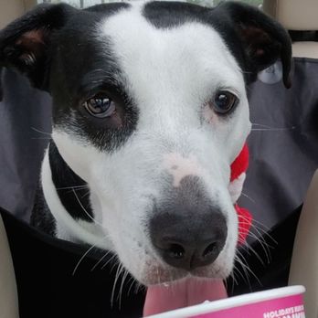 Dunkin' - Pup cup - Coffee & Tea Near Me - Tomball, Texas