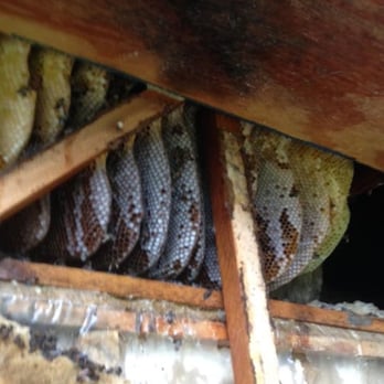 Natran Green Pest Control - Wonderful job on bee removal! Thank you Natran! - Pest Control Near Me - Houston, Texas Natran Green Pest Control - Wonderful job on bee removal! Thank you Natran! - Pest Control Near Me - Houston, Texas