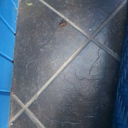 The Cleaning Authority - Dacula - Dead bug on the floor in another room they didn't sweep or mop