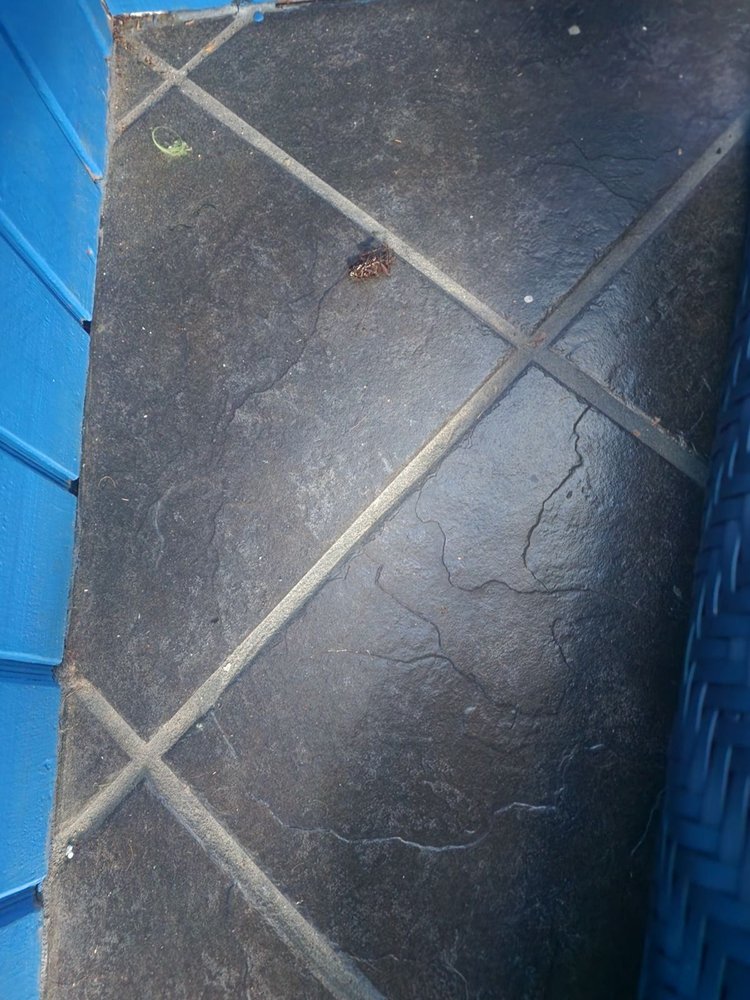 THE CLEANING AUTHORITY DACULA Updated September 2024 12 Photos