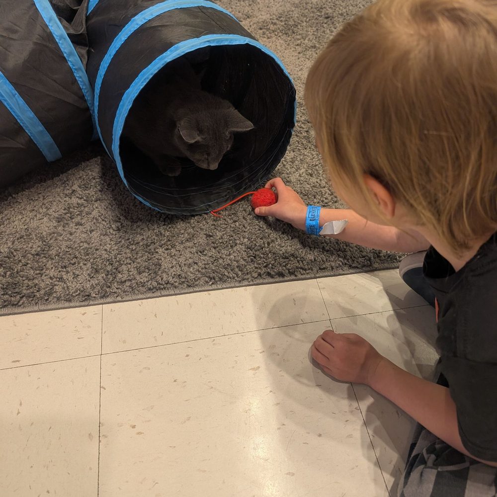 Catopia Cat Cafe - Pet Adoption Near Me - Albuquerque, New Mexico