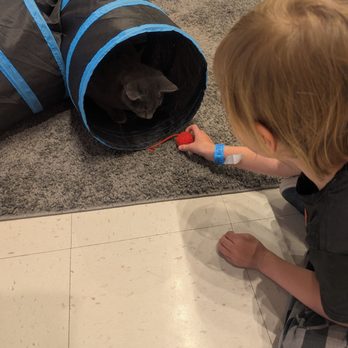 Catopia Cat Cafe - Pet Adoption Near Me - Albuquerque, New Mexico