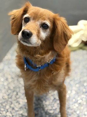 Save All The Dogs Rescue SAVE ALL DOGS RESCUE - Updated July 2026 - 101 Photos & 13 Reviews ...