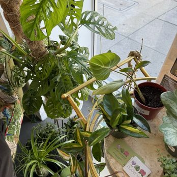 KUBO LB - Plants from plant ma shop. The owner is also the author of Houseplant Hookups - Venues & Event Spaces Near Me - Long Beach, California KUBO LB - Plants from plant ma shop. The owner is also the author of Houseplant Hookups - Venues & Event Spaces Near Me - Long Beach, California