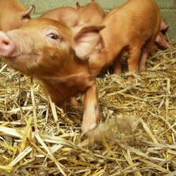 Bill Quay Farm